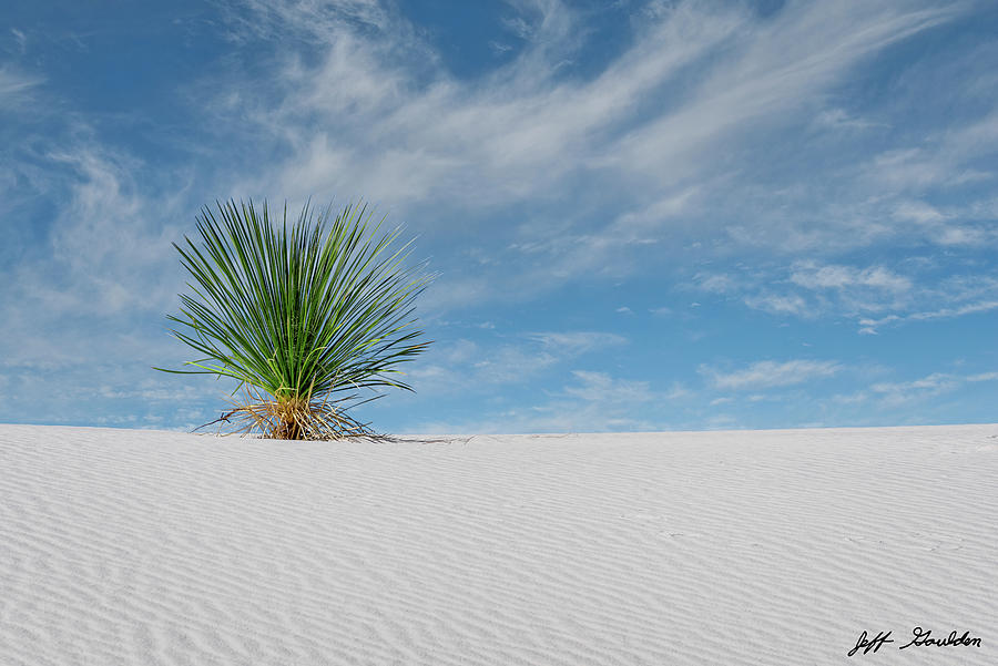 Yucca and White Sand Dunes Photograph by Jeff Goulden