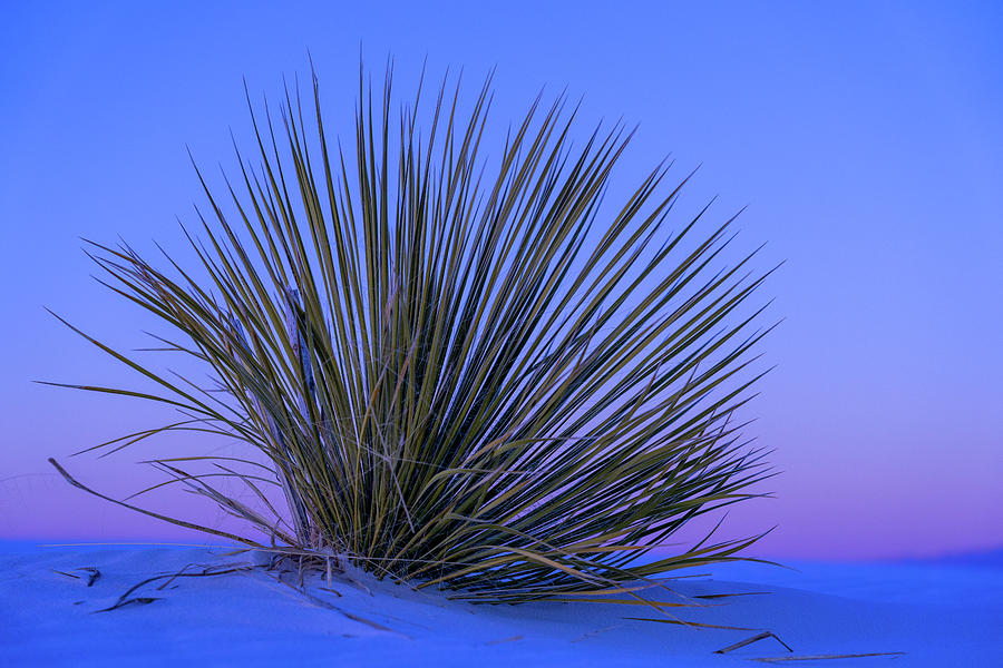 Yucca at Dusk Photograph by Tina Horne