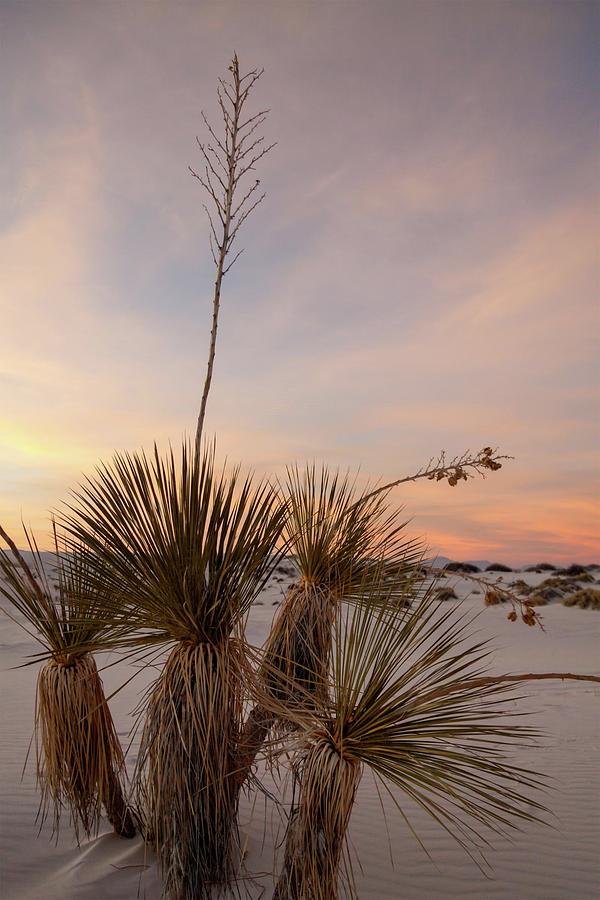 Yucca At Sunset Photograph by Liza Eckardt