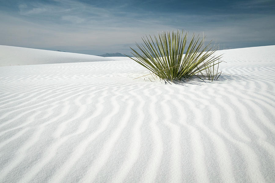 Yucca at White Sands National Monument Photograph by Mary Lee Dereske