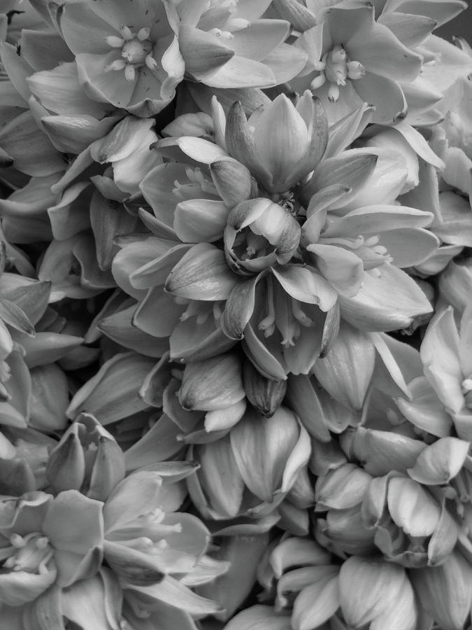 Yucca Blossoms Black and White Photograph by Dianne Milliard