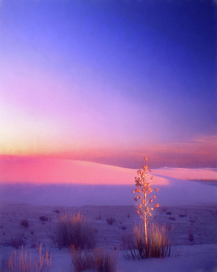 Yucca Blue Hour Watercolor Photograph by Jerry Griffin