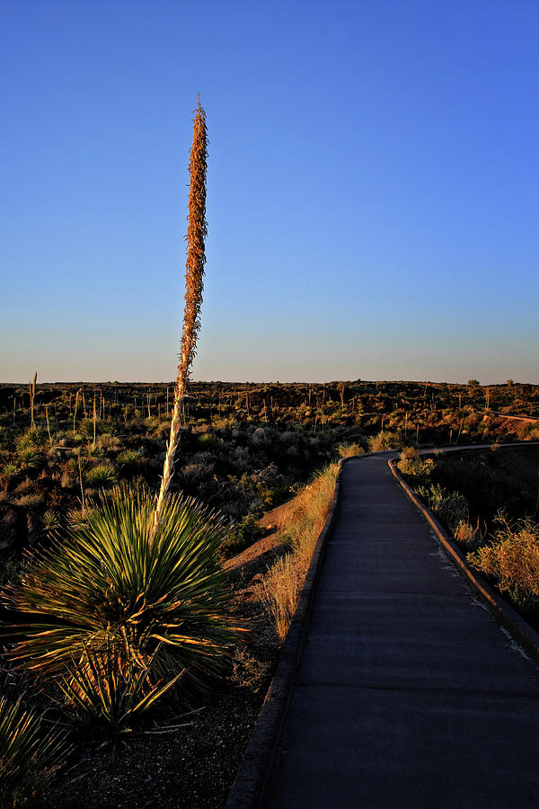 Yucca by the Path Photograph by George Taylor