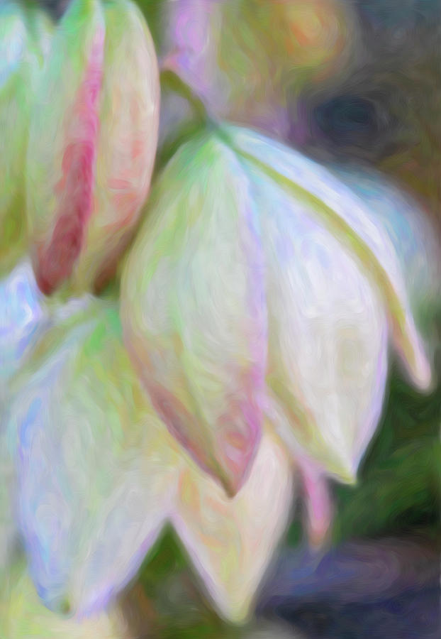 Yucca Cactus Flowers with Absrtact Background by Barbara Rogers Yucca Cactus Flowers with Absrtact Background by Barbara Rogers