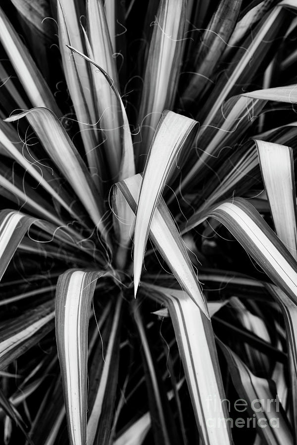 Yucca Flaccida Golden Sword Monochrome Photograph by Tim Gainey