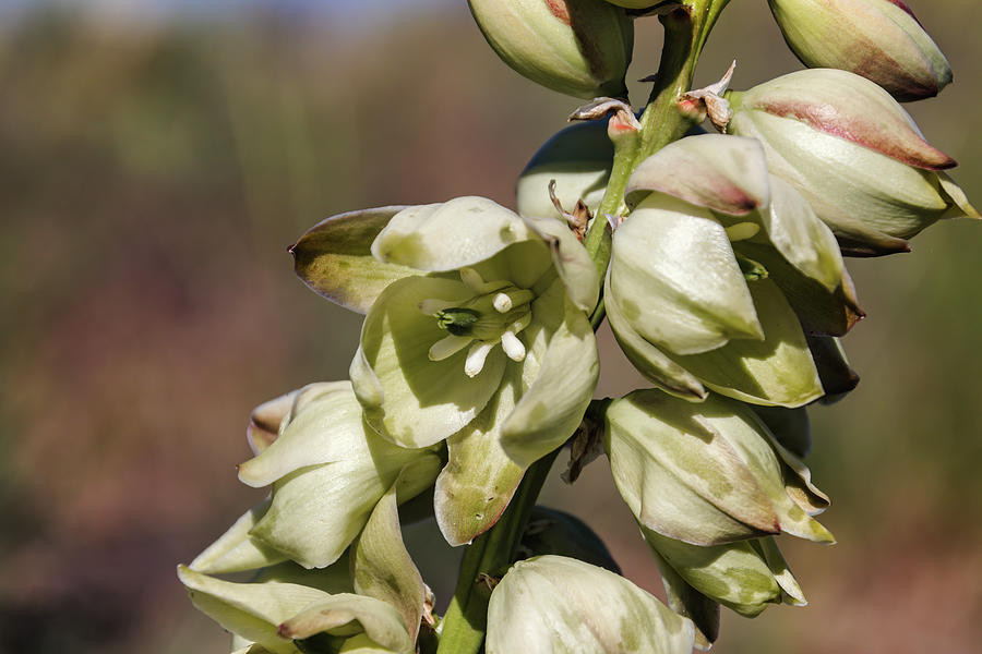 Yucca Flowers Photograph by Laura Terriere