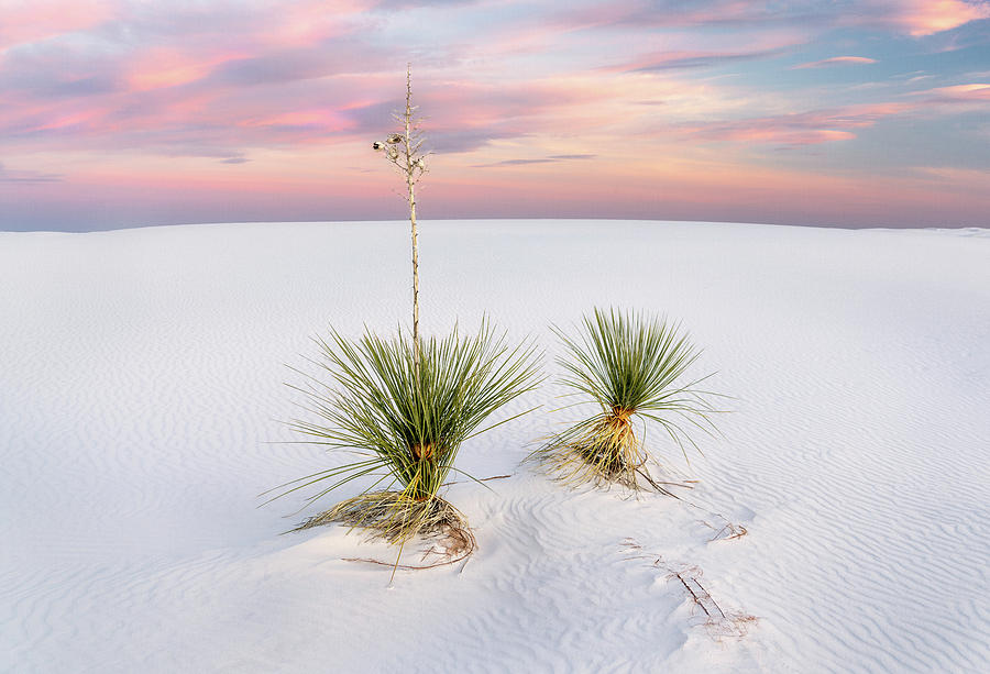 Yuccas Photograph by Francesco Emanuele Carucci