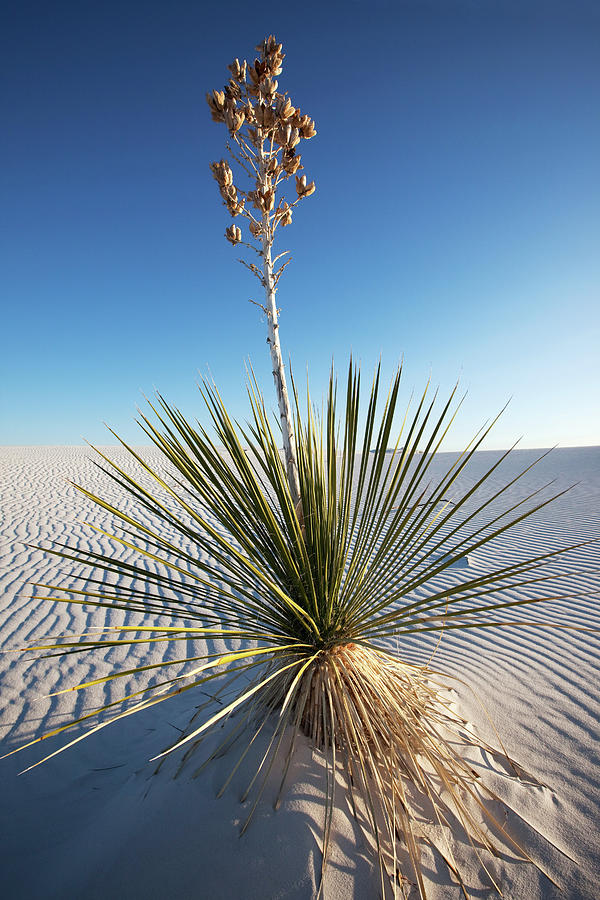 Yucca Growing In Sand, White Sands National Monument Photograph By 