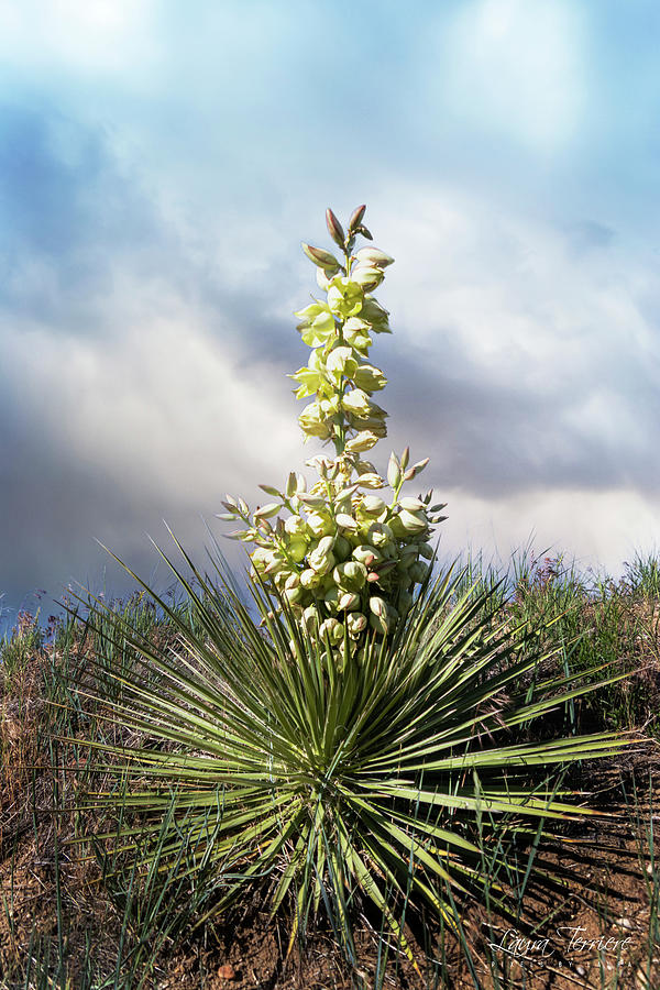 Yucca in Bloom Photograph by Laura Terriere