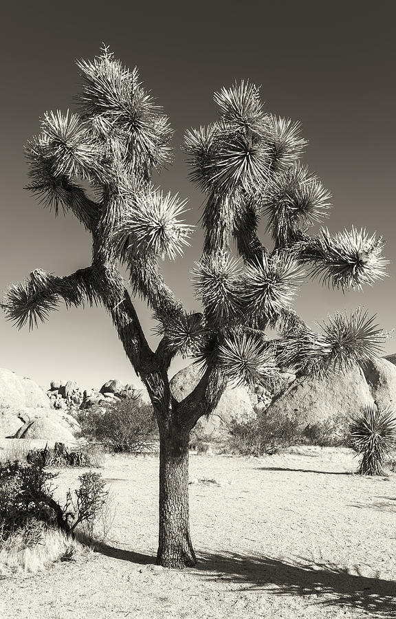 yucca in BW Photograph by Jonathan Nguyen