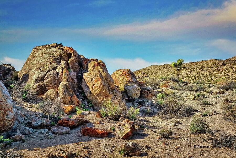 Yucca In The Distance Photograph by Michael R Anderson Fine Art America