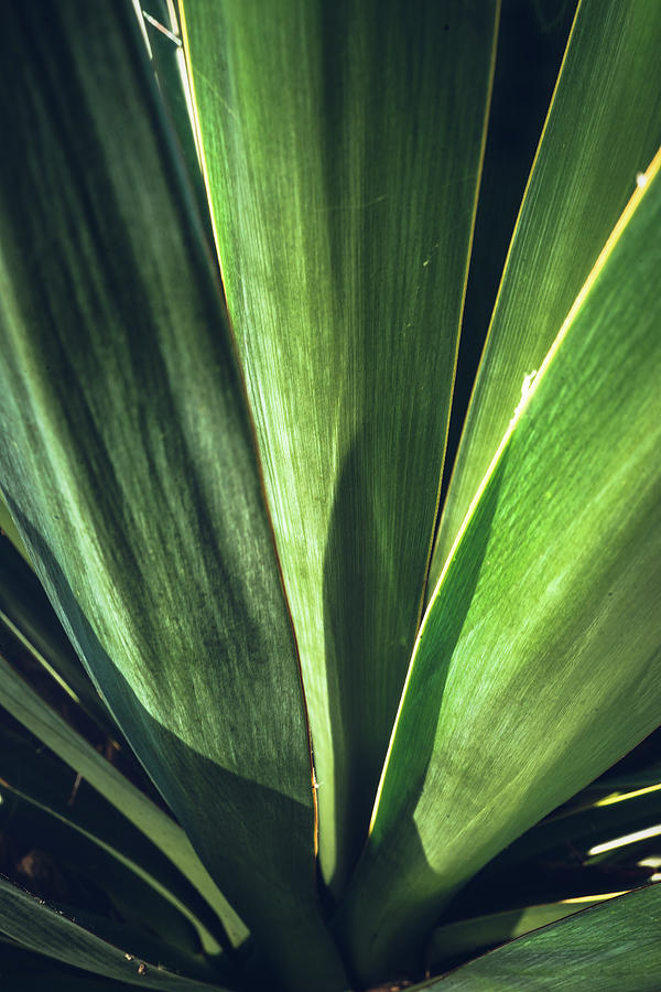 Yucca leaf close up Photograph by Jean-Luc Farges
