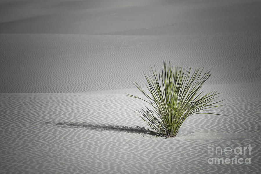 Yucca Photograph by Lisa Manifold