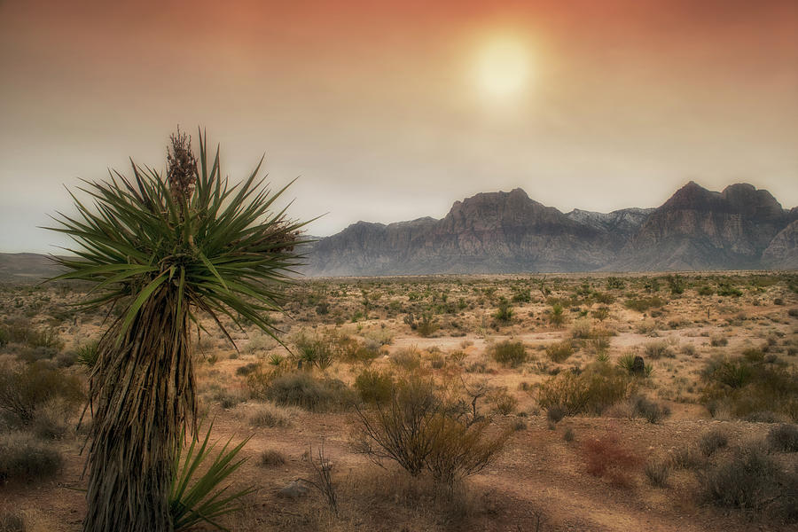 Yucca Plant at Sunset Photograph by Frank Wilson
