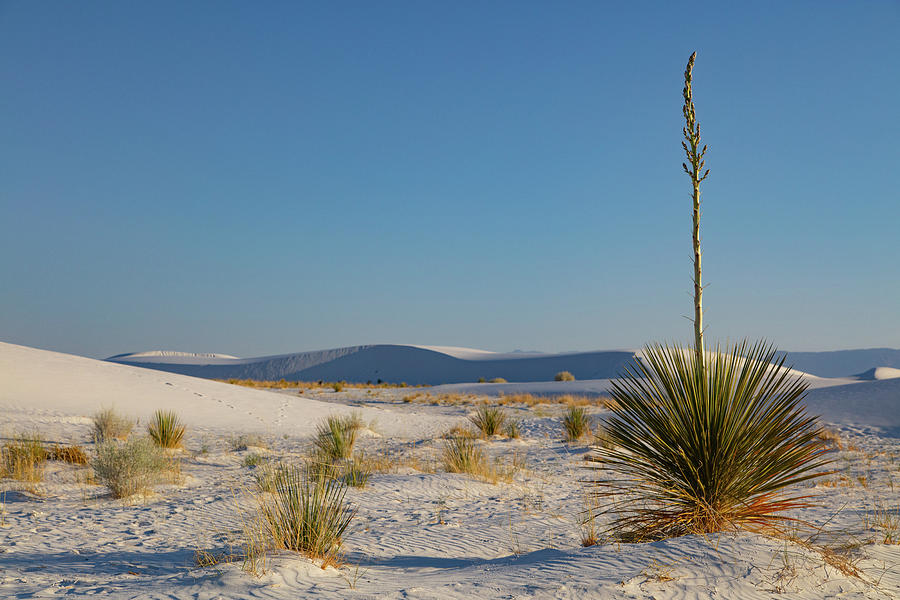 Yucca plant at White Sands National Park in New Mexico Photograph by ...