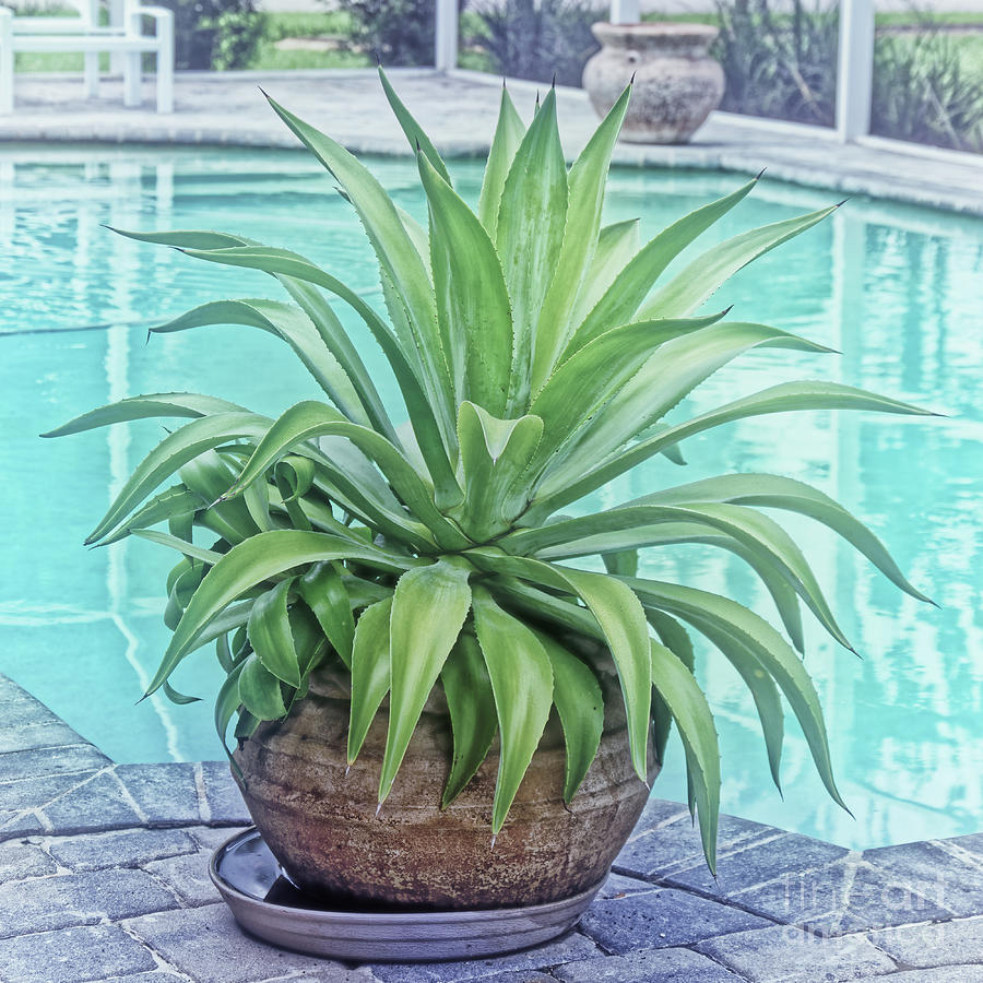 Yucca Plant by Pool 0604 Photograph by Marvin Reinhart