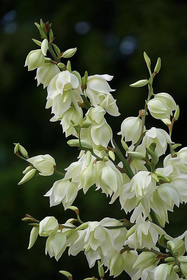 Flower Photograph - Yucca Plant Flowers by Sandi OReilly