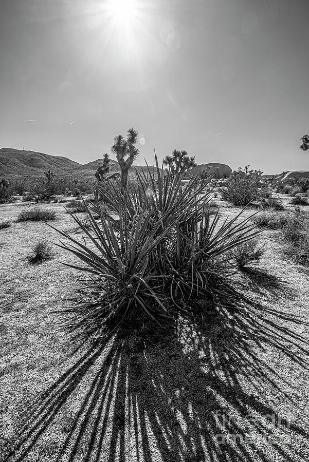 Yucca Plant Sunbeam Photograph by Daniel Hebard