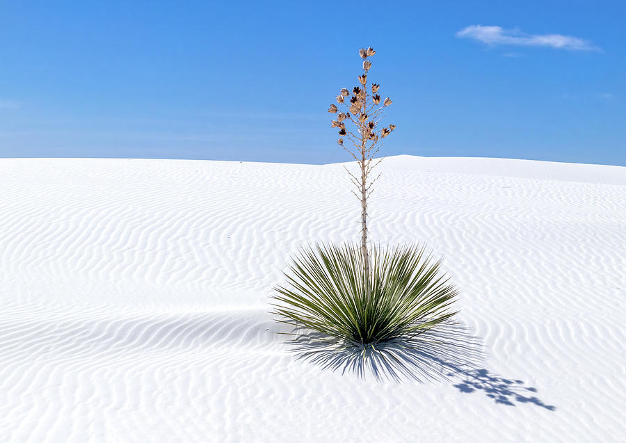 Yucca Plant White Sands National Park Photograph by Carolyn Derstine