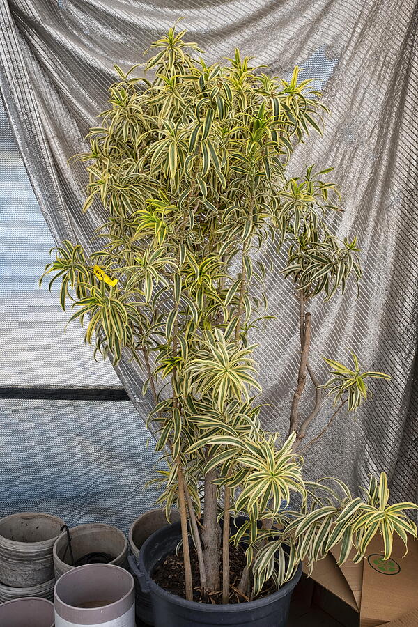 Yucca plant with gray curtain at the background. Photograph by Emreturanphoto
