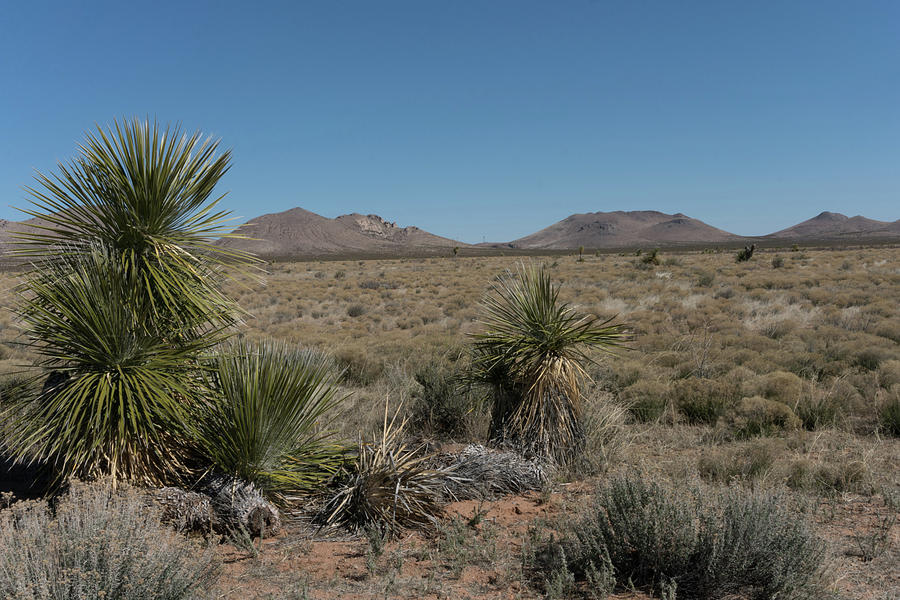 Yucca plants and the Grandmother Mountain range in southwest New ...