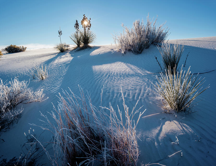 Yucca plants in desert, White Sands National Monument, New Mexico, USA Photograph by Panoramic Images