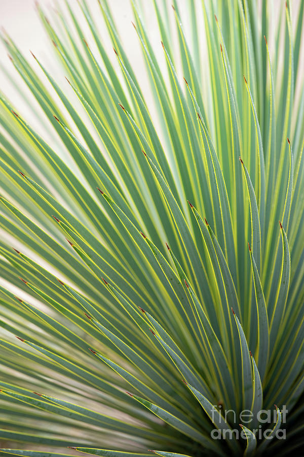 Yucca Rostrata Foliage Abstract Photograph by Tim Gainey