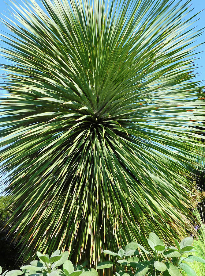 Yucca Rostrata Plant Photograph