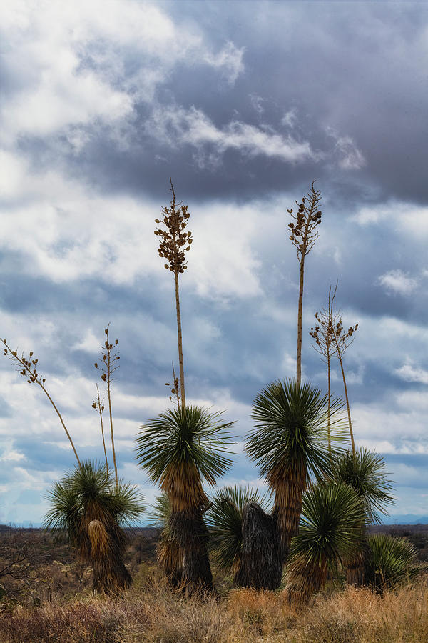Yucca  Photograph by Saija Lehtonen