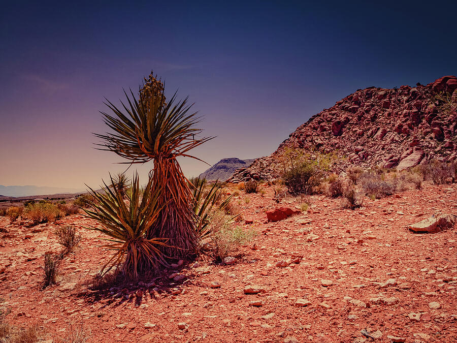 Yucca Sentinel, Painterly Desert Landscape Photography Photograph by Robert Niemeier
