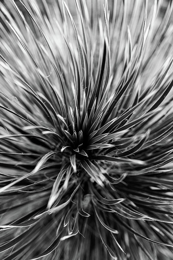 Yucca Spirals Photograph by Kelly VanDellen