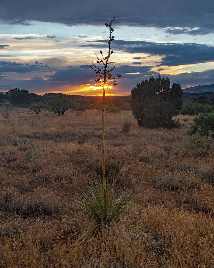 Yucca Sunset Photograph by Joe Kopp