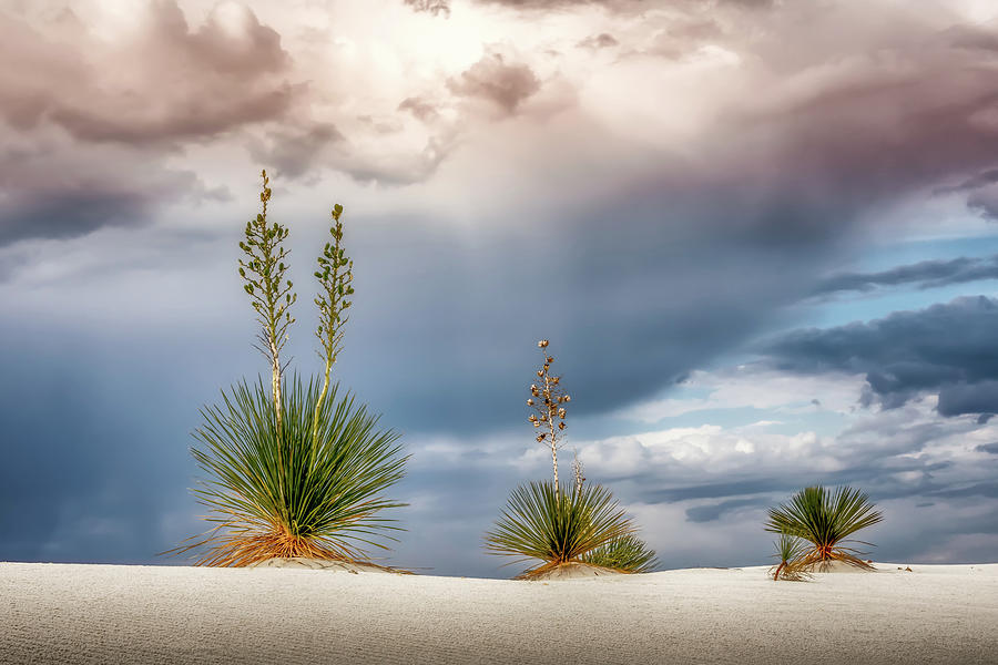 Yucca Three Photograph by James Barber