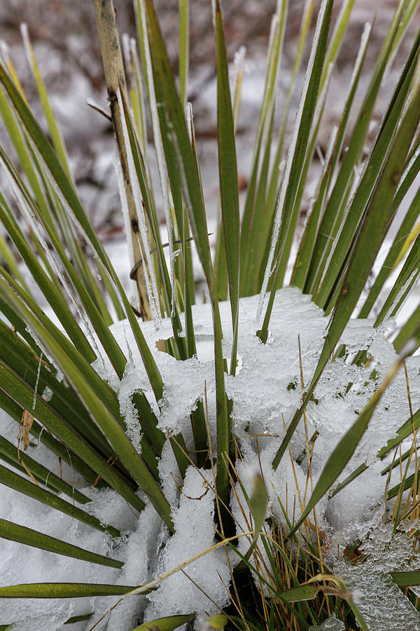 Yucca with a Snow Hat Photograph by Steve Templeton