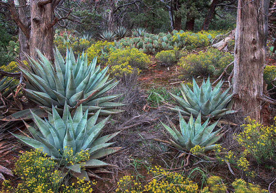 Yucca with Brittlebush and pine trees Photograph by Dave Dilli
