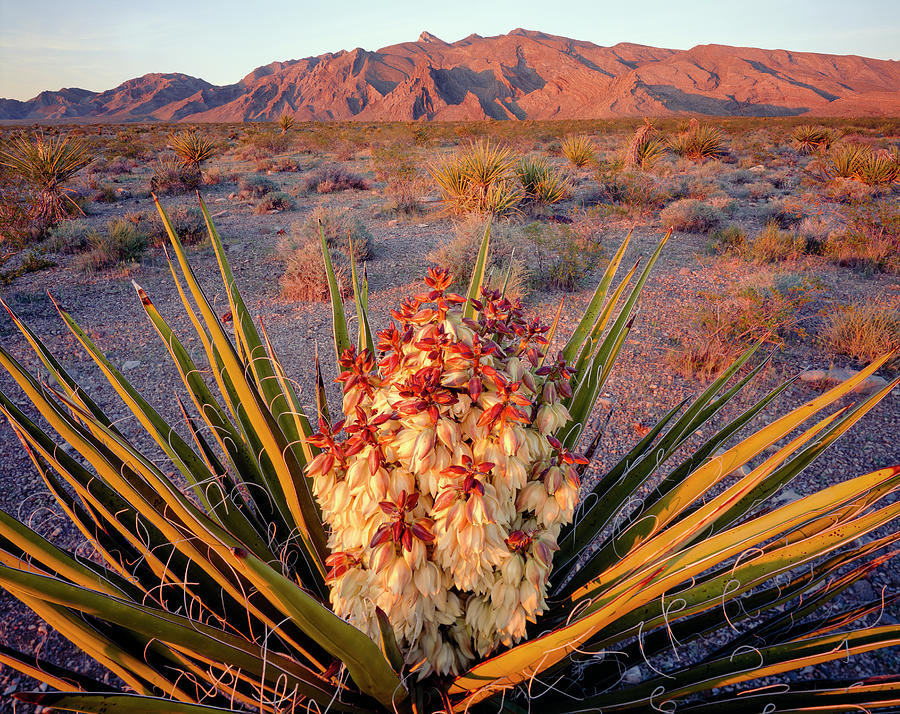 Desert yucca plant information