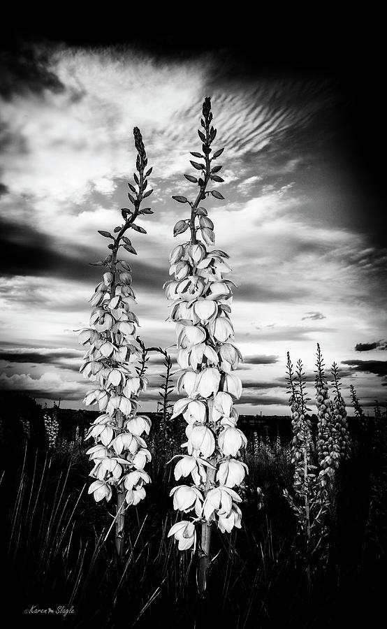 Yuccas at Twilight Photograph by Karen Slagle