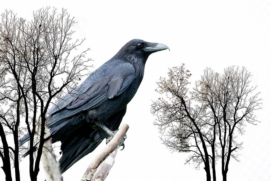 Yukon Crow Photograph by Robert Libby