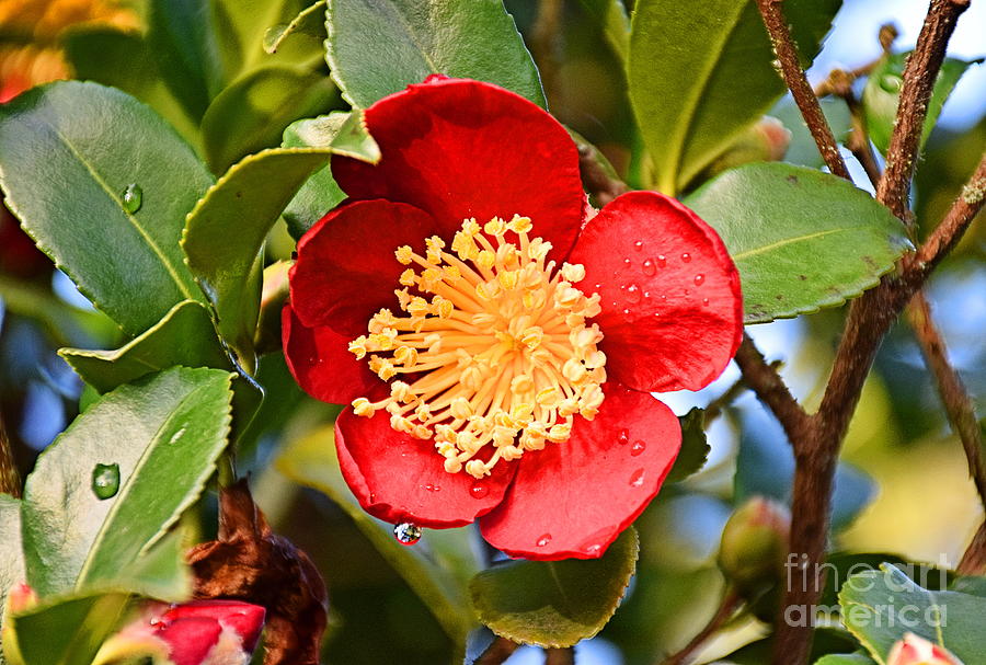 Yuletide Camelia After the Rain Photograph by Sea Change Vibes