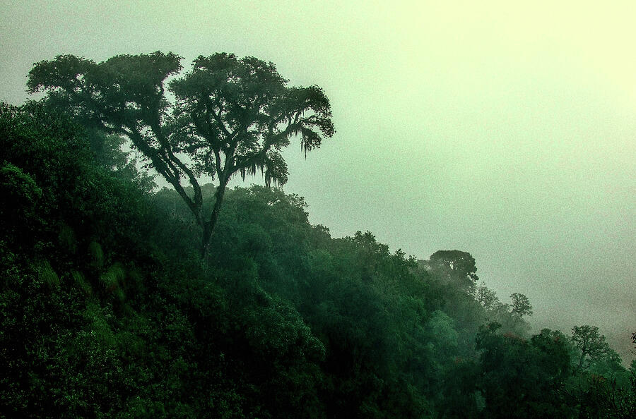 Tree Photograph - Yungas by Lisandro Agost