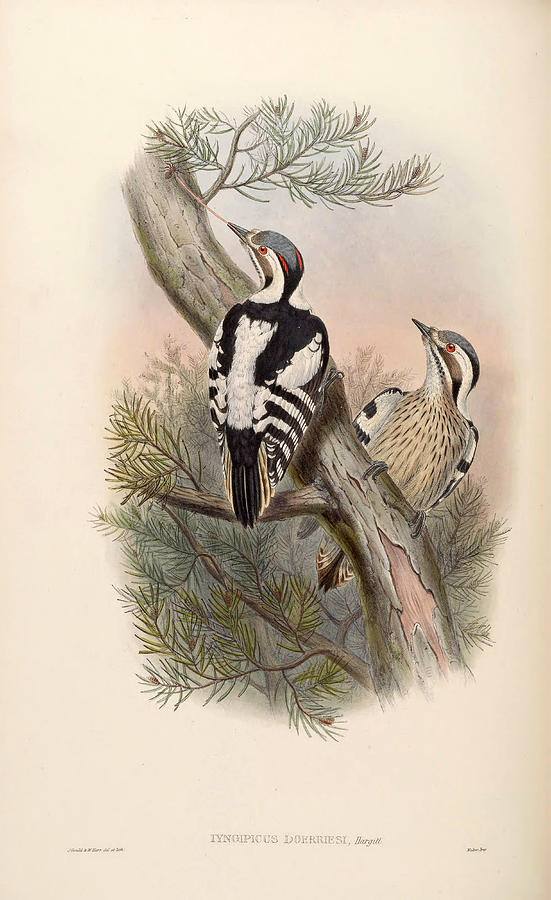 Yungipicus canicapillus scintilliceps Drawing by Henry Constantine Richter