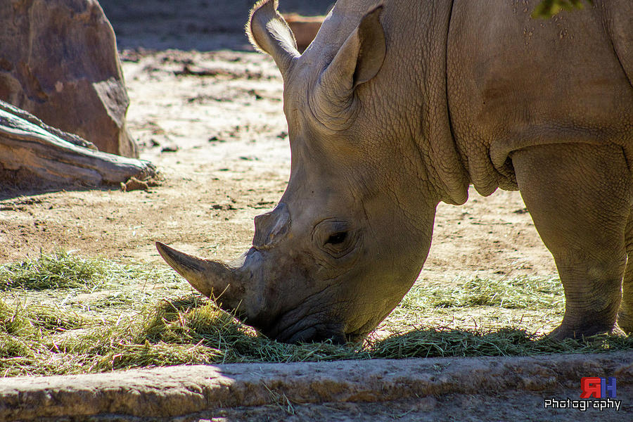 Yupthats A Sharp Horn Photograph by Ronald Hanson - Fine Art America