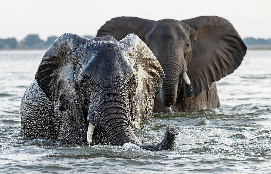 Zambezi Elephants Photograph by Max Waugh