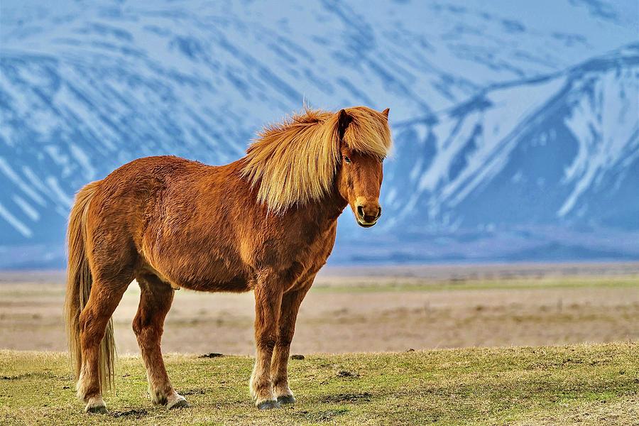 Zanskari Mountain Pony Photograph by The James Roney Collection - Fine ...