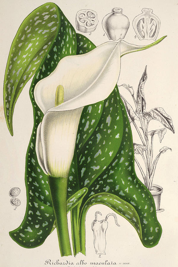 Zantedeschia albumaculata Drawing by Charles Antoine Lemaire - Fine Art ...
