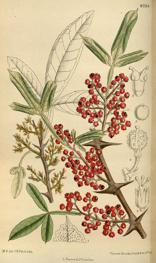 Zanthoxylum planispinum Drawing by Unknown - Fine Art America