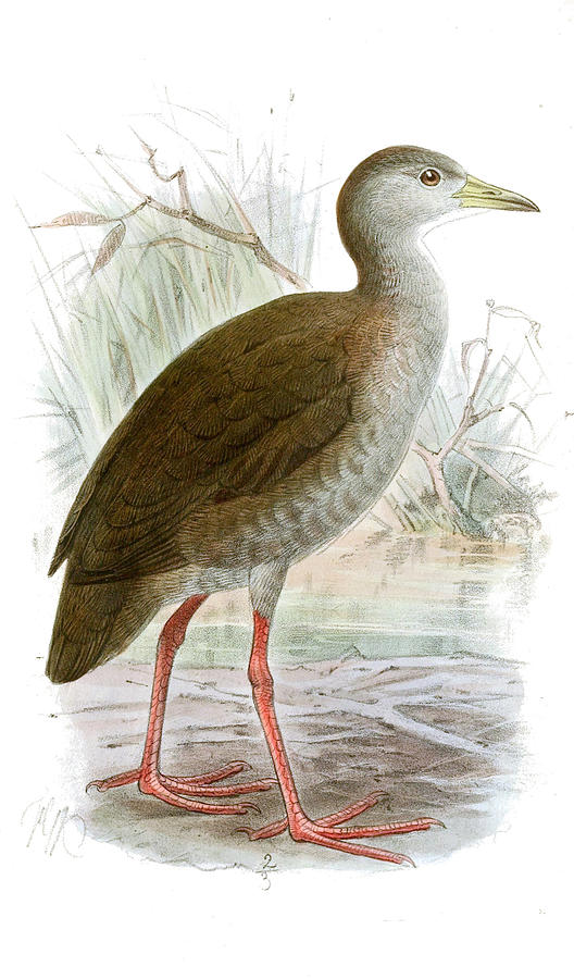 Zapornia akool coccineipes Drawing by John Gerrard Keulemans