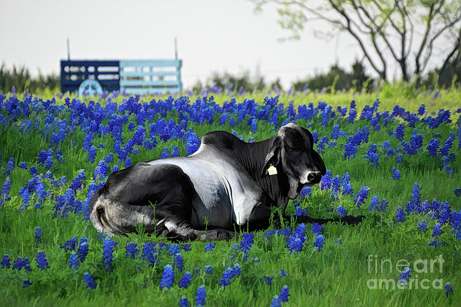 Zebu Bull Relaxing in Blue Bonnet Field Photograph by Diana Mary Sharpton