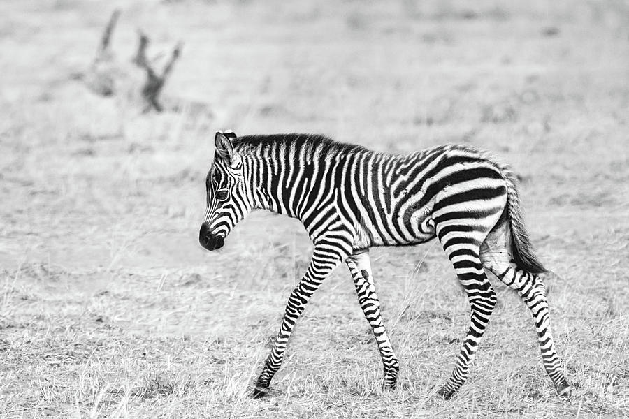 Zebra #2 Photograph by Ewa Jermakowicz