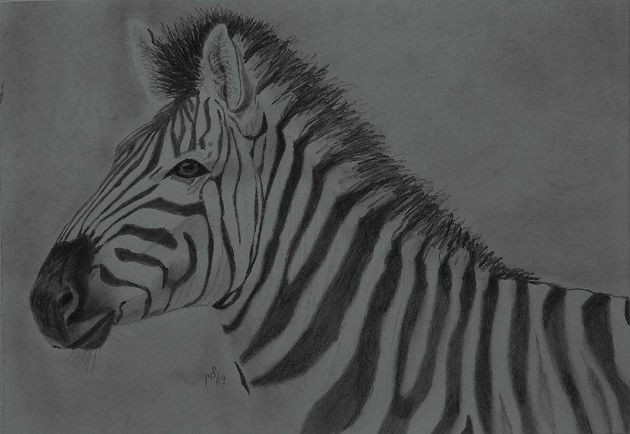 Zebra 2 Drawing by Maria Woithofer